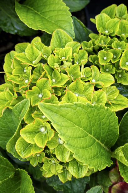 Hydrangea Glossy Lips молоді квіти